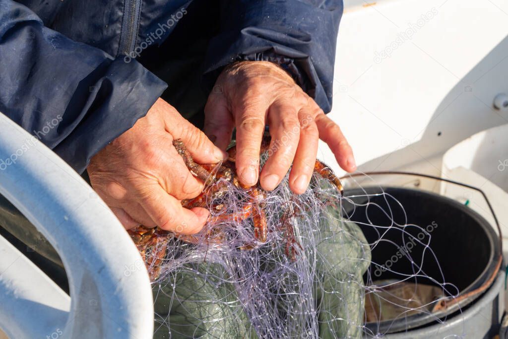 Fisherman removing a spider crab from a net in a boat