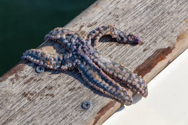 Alive purple common starfish on the deck of a boat