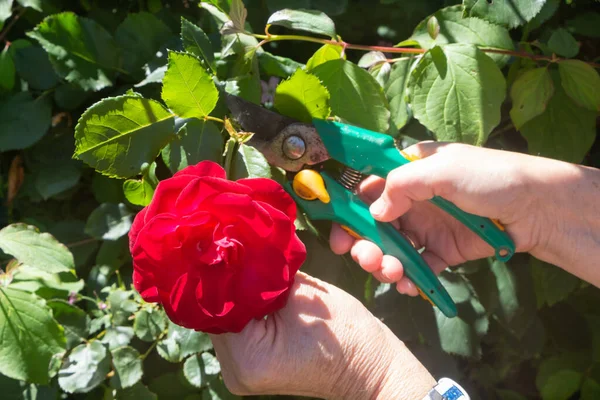 Pour Couper Une Rose Dans Jardin Avec Des Sécateurs — Photo