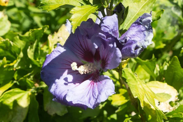 紫色芙蓉在花园里开花 — 图库照片