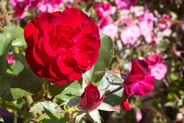 Vermelho Aumentou Jardim Durante Verão — Fotografia de Stock