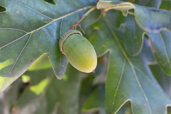 Green acorn on an oak tree during summer