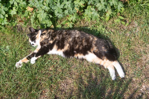 Deitado Gato Tartaruga Jardim Durante Verão — Fotografia de Stock