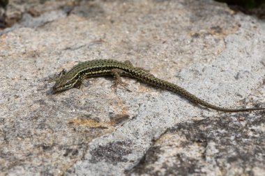 Duvarda ortak duvar kertenkelesi