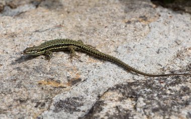 Brittany 'de duvarda yaygın bir duvar kertenkelesi