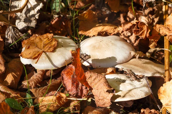 Field Mushrooms Dead Leaves Garden — Stock Photo, Image