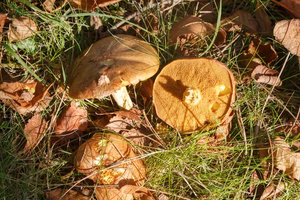Slippery Jack Mushrooms Dead Leaves Grass Autumn — Stock Photo, Image
