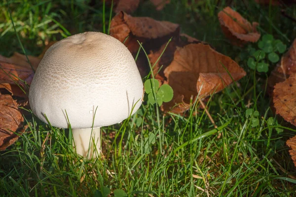 Field Mushroom Dead Leaves Grass Garden Autumn — Stock Photo, Image