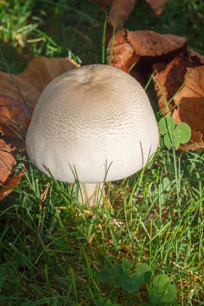 Champignon Des Champs Feuilles Mortes Dans Herbe Automne — Photo