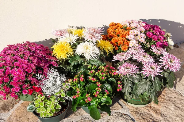 Plantas Crisântemo Multicoloridas Para Lápides Para Dia Todos Santos — Fotografia de Stock