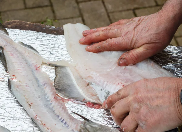 Visser Snijden Filet Een Pollak Het Vissen Bretagne — Stockfoto