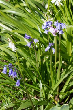 Baharda bahçede çan çiçekleri