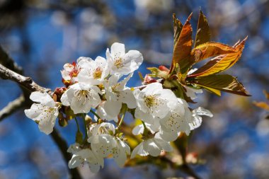 Baharda meyve bahçesindeki kiraz ağacının beyaz çiçekleri