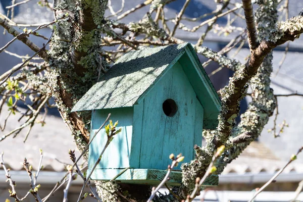 桜の枝の間の緑の鳥舎 — ストック写真