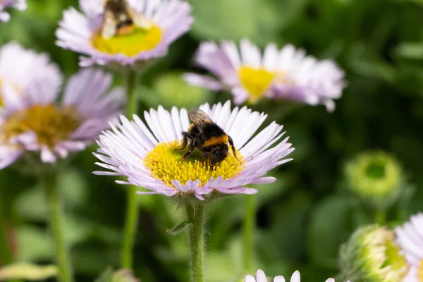 Purple Fleabane Junto Mar Abeja Jardín Durante Primavera — Foto de Stock