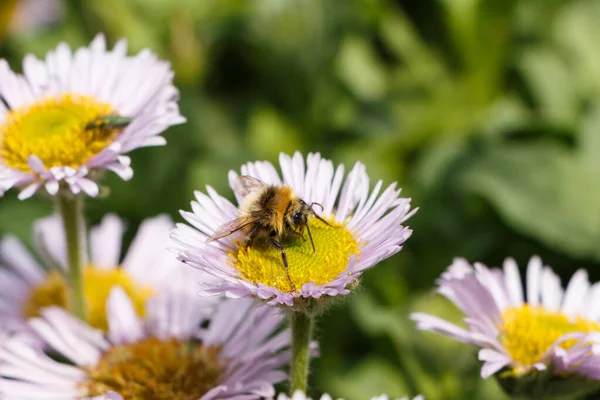 Abeja Reuniéndose Fleabane Púrpura Junto Mar Jardín — Foto de Stock