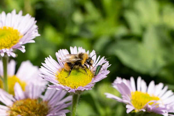 Abeja Polinizando Fleabane Púrpura Jardín Durante Primavera — Foto de Stock