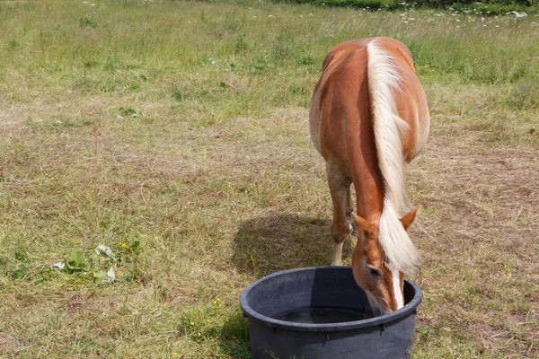 Haflinger Poney Boire Dans Une Auge Dans Champ Bretagne — Photo