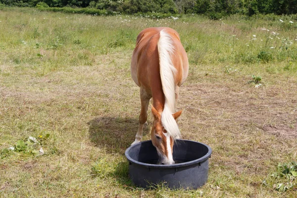 Castanha Haflinger Pônei Bebendo Cocho Campo Bretanha — Fotografia de Stock