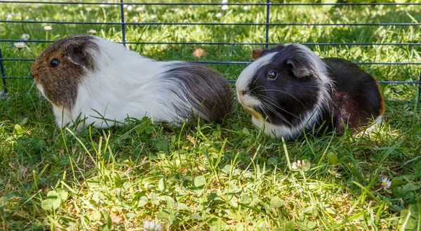 Guinea pigs in a wire fencing in a garden