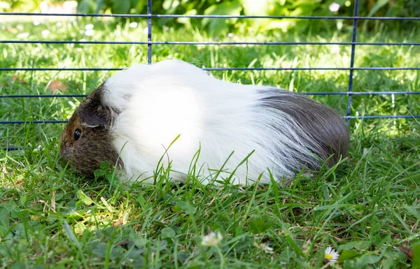 Cerdo Guinea Pastando Una Cerca Alambre Jardín —  Fotos de Stock
