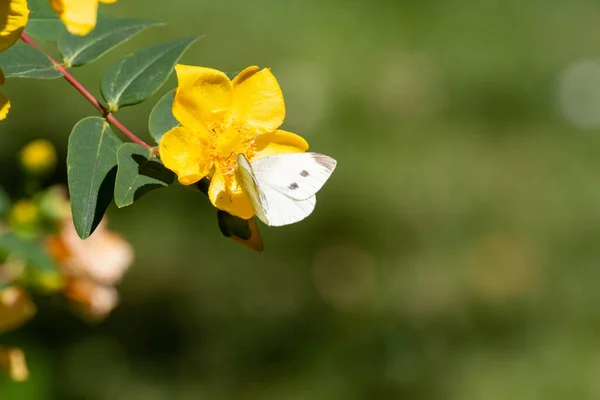 Kål Vit Fjäril Blomma Trädgård — Stockfoto