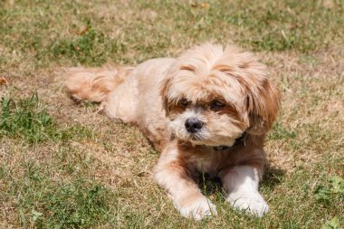 Kırmızı Lhasa Apso köpeği bahçede uzanıyor.