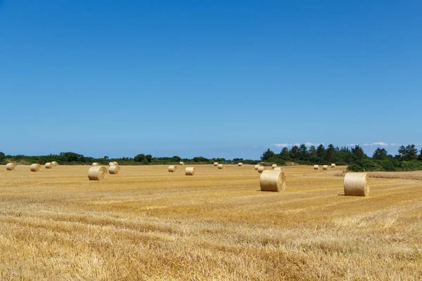 Szalmabálák Egy Mezőn Bretagne Ban Nyáron — Stock Fotó