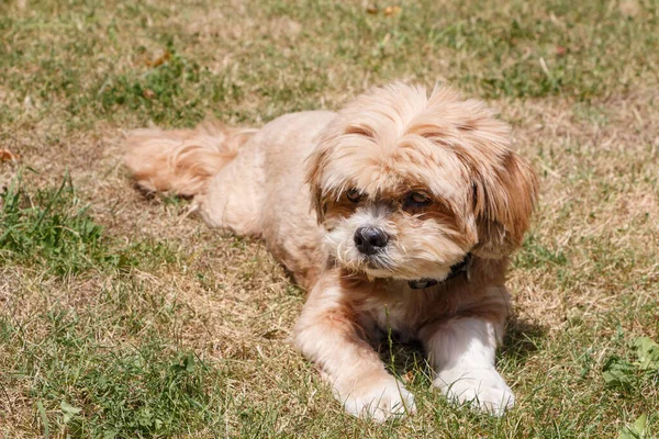 Red Lhasa Apso Hond Liggend Een Tuin — Stockfoto