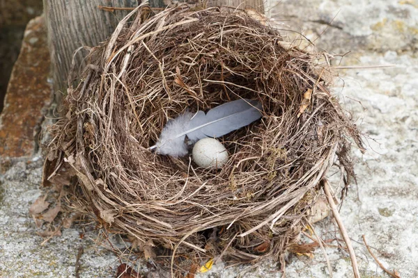 Nest Mit Einem Weißen Und Einer Feder — Stockfoto