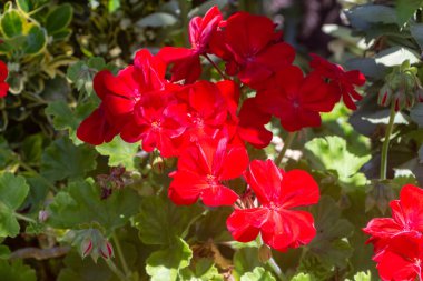 Baharda bahçede kırmızı sardunya çiçekleri