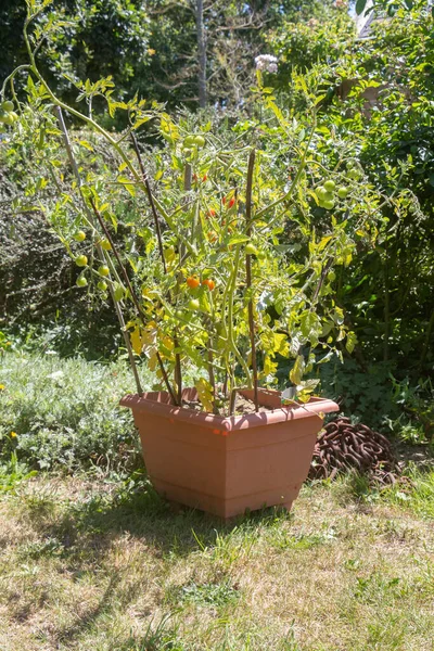 Tomat Ceri Tumbuh Kebun Sayuran Selama Musim Panas — Stok Foto