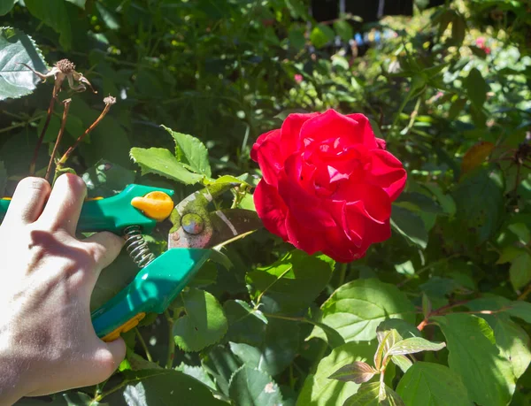 Pour Couper Une Rose Avec Des Tondeuses Dans Jardin — Photo