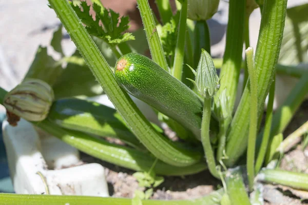 Zucchini Growing Vegetable Garden Summer — Stock Photo, Image