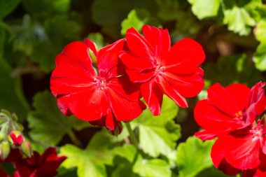 Yaz boyunca bahçedeki kırmızı sardunya çiçekleri