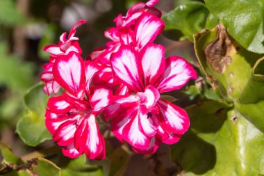 Yaz boyunca bir bahçede pembe ve beyaz sardunya çiçekleri