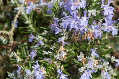 Baharda bahçede biberiye çiçekleri üzerinde arı