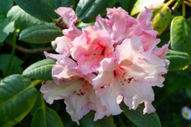 Baharda bahçedeki pembe rhododendron çiçekleri