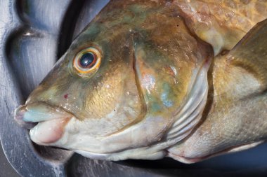 Brittany 'de balık tuttuktan sonra kalay tabakta kahverengi ballan lapası.