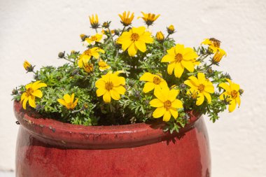 Apaçi saksısı olan bitkiler yaz boyunca bahçede çiçek açarlar.