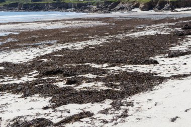 Kahverengi deniz yosunu Brittany 'de bir plajda