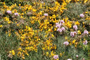 Gorse ve deniz tutucu çiçekleri Brittany kıyısında çiçek açıyor.
