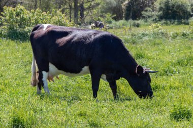 Brittany 'de bir tarlada otlayan Breton Pie Noire ineği