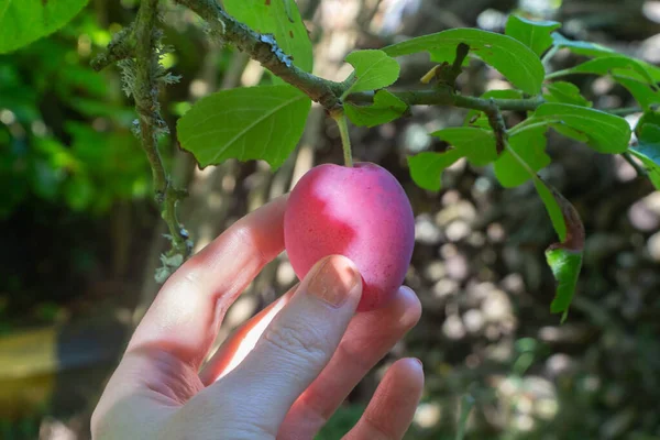 Pick a plum on an plum tree in an orchard