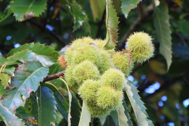 Sonbaharda bir kestane ağacının kabuğu