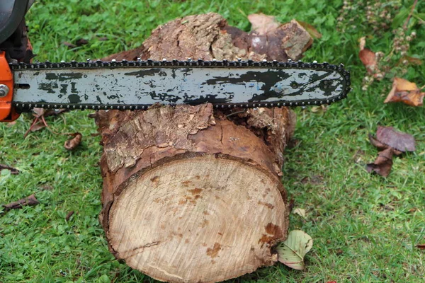 Lumberjack cutting wood with a chain saw in a garden during autumn