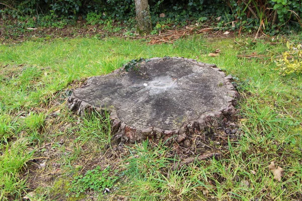 Ağaç Kestikten Sonra Bir Bahçede Kökle — Stok fotoğraf