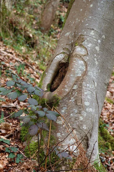 Calo Uma Árvore Depois Cortar Ramo — Fotografia de Stock