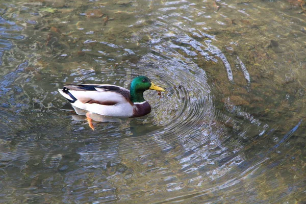 Pato Real Macho Nadando Río — Foto de Stock