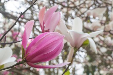 Baharda bahçede pembe manolya çiçekleri